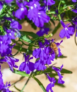 Lobelia Erinus 'Mrs. Clibran' Flower Seeds - Lavender & White, 200 Count - Image 9