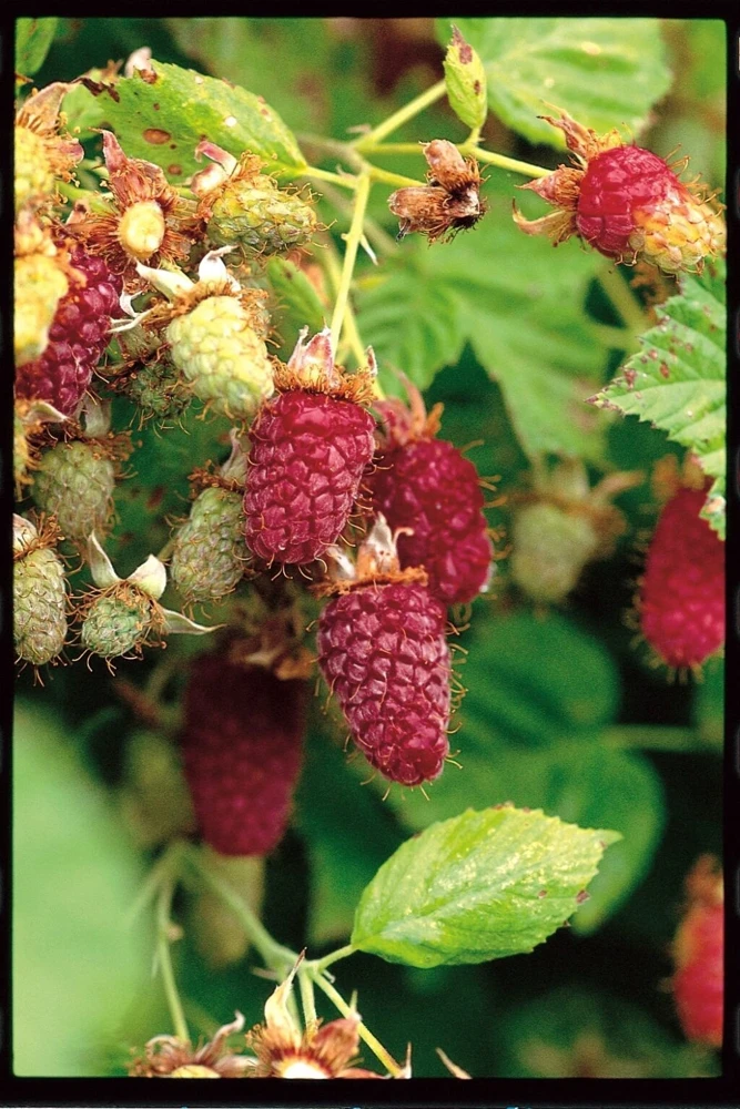 Loganberry Live Plant Rubus loganobaccus 4+ Inches - Outdoor Fruit Bush - Image 2