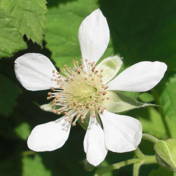 Loganberry Live Plant Rubus loganobaccus 4+ Inches - Outdoor Fruit Bush - Image 3