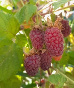Loganberry Live Plant Rubus loganobaccus 4+ Inches - Outdoor Fruit Bush - Image 1