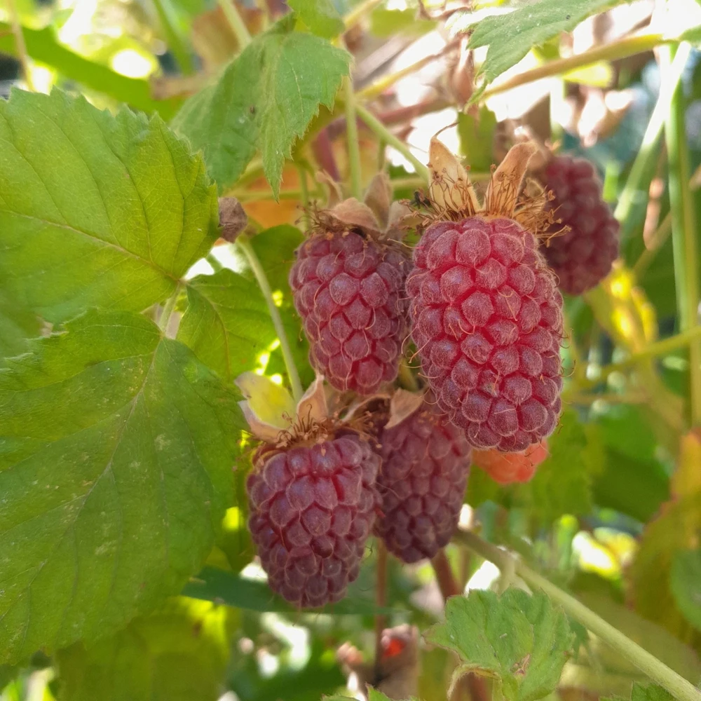 Loganberry Live Plant Rubus loganobaccus 4+ Inches - Outdoor Fruit Bush - Image 1