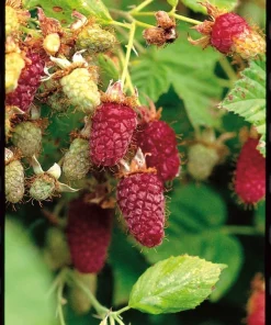 Loganberry Live Plant - Rubus loganobaccus Berry Shrub 4+ Inches Tall, Edible Fruit - Image 2