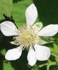 Loganberry Live Plant - Rubus x Loganobaccus Berry Bush, 4+ Inches Tall - Image 3