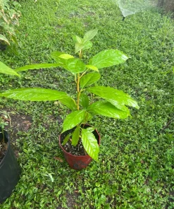 Long Neck Avocado Tree Live Plant – Self-Pollinating – Outdoor Fruit Tree - Image 2