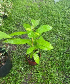Long Neck Avocado Tree Live Plant - Self-Pollinating Fruit Tree for Home Garden - Image 3