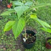 Long Neck Avocado Tree Live Plant – Self-Pollinating – Outdoor Fruit Tree - Image 1