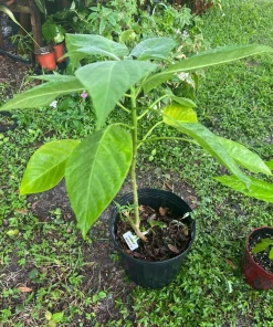 Long Neck Avocado Tree Live Plant – Self-Pollinating – Outdoor Fruit Tree - Image 1