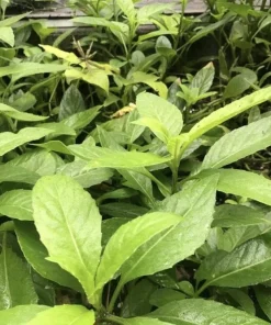 Longevity Spinach Plant - Gynura Procumbens Live Plant - 2 Pack - Fast-Growing Edible Herb - Image 2