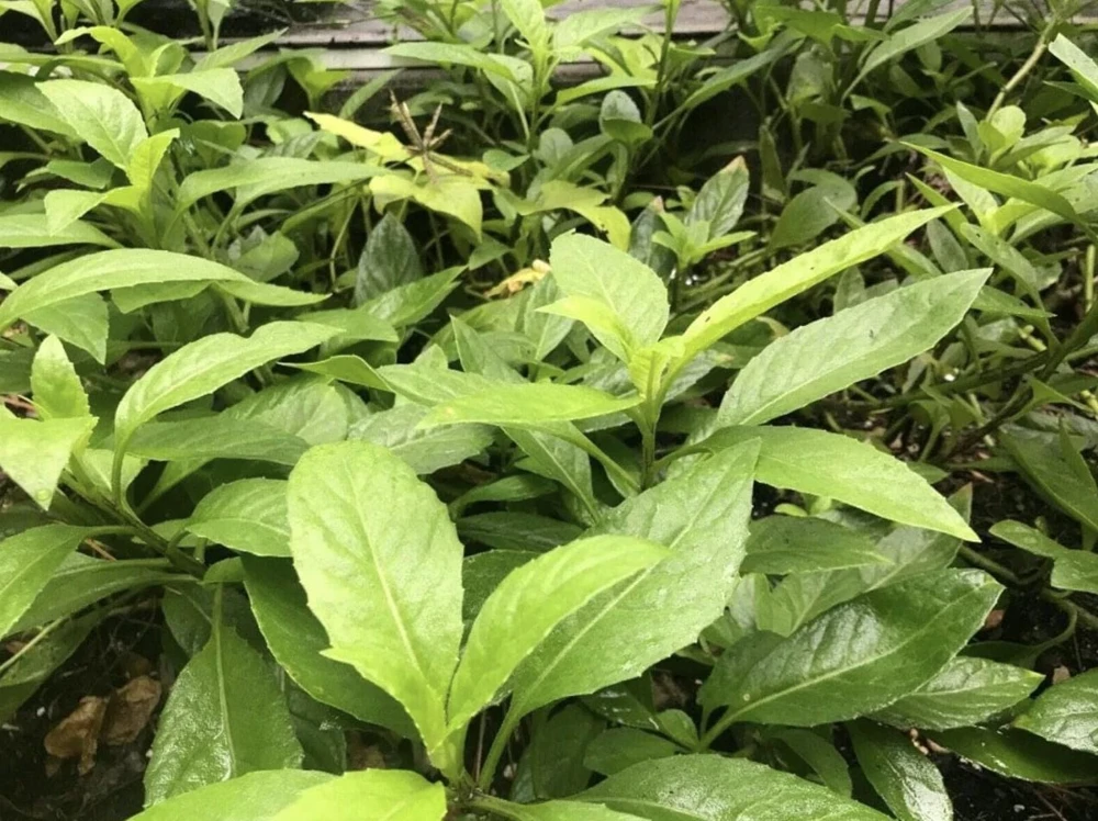Longevity Spinach Plant - Gynura Procumbens Live Plant - 2 Pack - Fast-Growing Edible Herb - Image 2