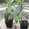 Longevity Spinach Plant - Gynura Procumbens Live Plant - 2 Pack - Fast-Growing Edible Herb - Image 1