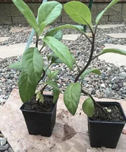 Longevity Spinach Plant - Gynura Procumbens Live Plant - 2 Pack - Fast-Growing Edible Herb - Image 1