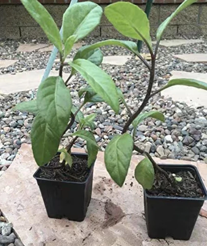 Longevity Spinach Plant - Gynura Procumbens Live Plant - 2 Pack - Fast-Growing Edible Herb - Image 1