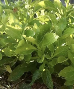Longevity Spinach Plant - Gynura Procumbens Live Plant - 2 Pack - Fast-Growing Edible Herb - Image 3