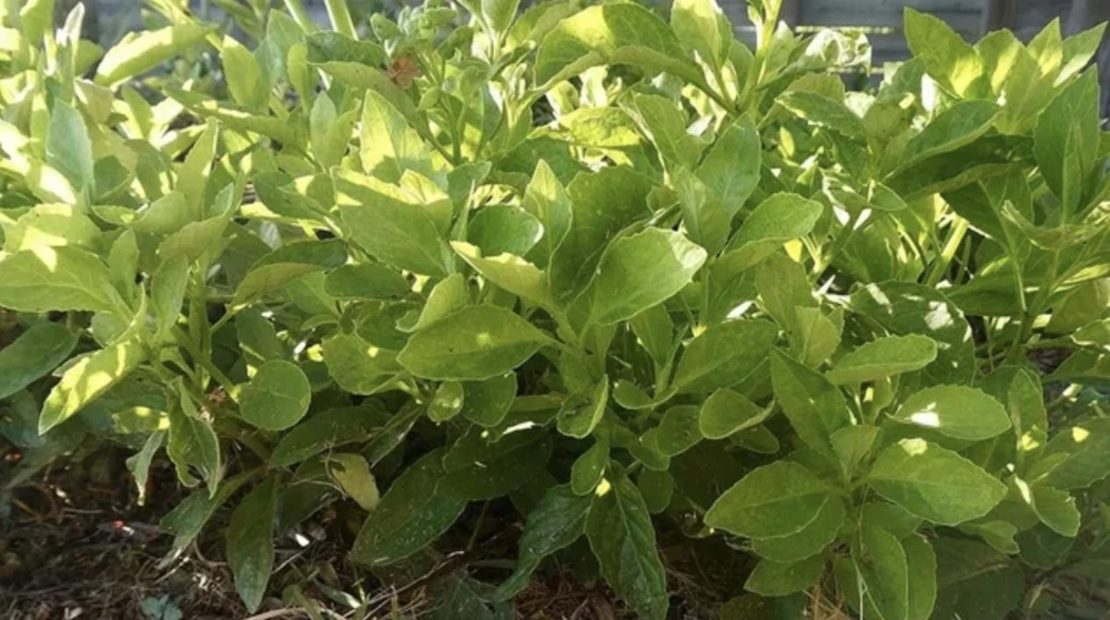 Longevity Spinach Plant - Gynura Procumbens Live Plant - 2 Pack - Fast-Growing Edible Herb - Image 3