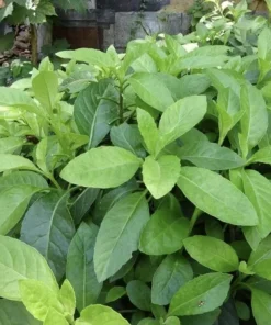 Longevity Spinach Plant - Gynura Procumbens Live Plant - 2 Pack - Fast-Growing Edible Herb - Image 4