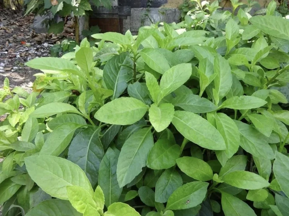 Longevity Spinach Plant - Gynura Procumbens Live Plant - 2 Pack - Fast-Growing Edible Herb - Image 4