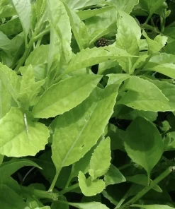 Longevity Spinach Plant - Gynura Procumbens Live Plant - 2 Pack - Fast-Growing Edible Herb - Image 5