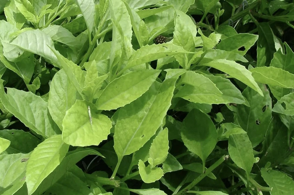 Longevity Spinach Plant - Gynura Procumbens Live Plant - 2 Pack - Fast-Growing Edible Herb - Image 5