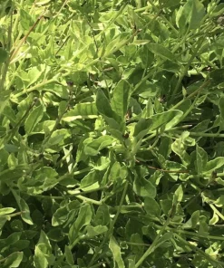 Longevity Spinach Plant - Gynura Procumbens Live Plant - 2 Pack - Fast-Growing Edible Herb - Image 6