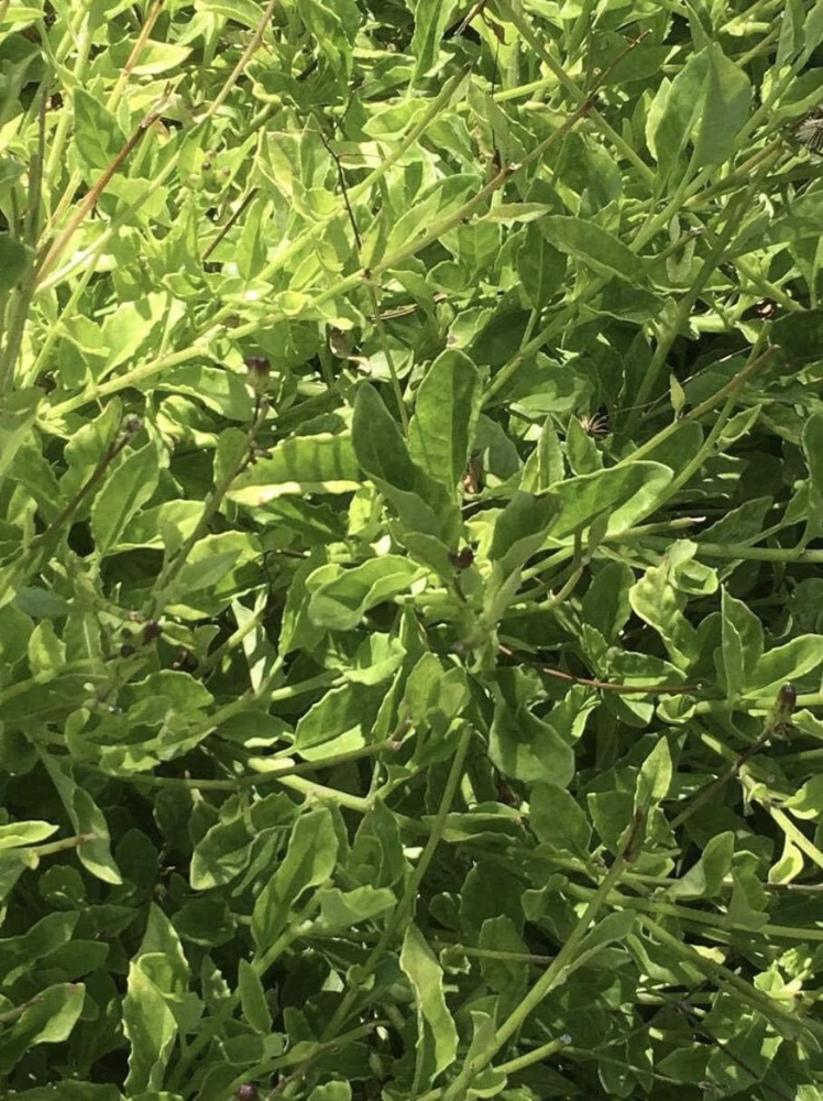 Longevity Spinach Plant - Gynura Procumbens Live Plant - 2 Pack - Fast-Growing Edible Herb - Image 6