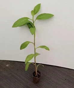 Longevity Spinach Plant - Gynura Procumbens Live Plant - 2 Pack - Fast-Growing Edible Herb - Image 7