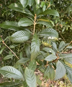Loquat Tree Organic Tall Size Full Roots - Image 2