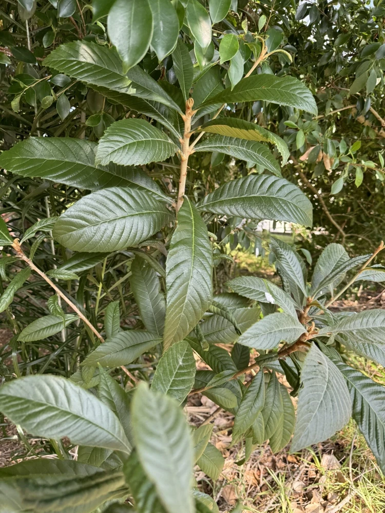 Loquat Tree Organic Tall Size Full Roots - Image 2