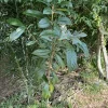 Loquat Tree Organic Tall Size Full Roots - Image 1