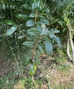 Loquat Tree Organic Tall Size Full Roots - Image 1