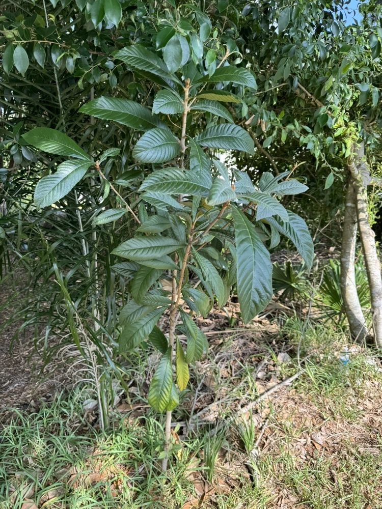 Loquat Tree Organic Tall Size Full Roots - Image 1