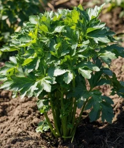 Lovage Seeds – Levisticum officinale – 50 Aromatic Culinary & Medicinal Herb Seeds - Image 2