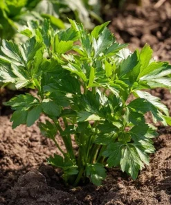 Lovage Seeds – Levisticum officinale – 50 Aromatic Culinary & Medicinal Herb Seeds - Image 3