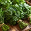 Lovage Seeds – Levisticum officinale – 50 Aromatic Culinary & Medicinal Herb Seeds - Image 1