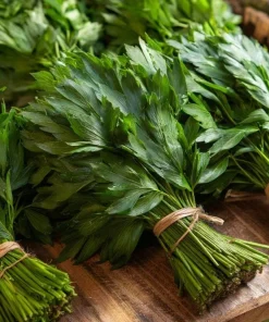 Lovage Seeds – Levisticum officinale – 50 Aromatic Culinary & Medicinal Herb Seeds - Image 1