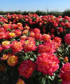 Love Peace Rose Bush Live Plant - Heirloom Fragrant Flowers - 4-6 Inch Tall - Image 2