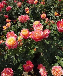 Love Peace Rose Bush Live Plant - Heirloom Fragrant Flowers - 4-6 Inch Tall - Image 3