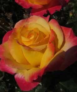 Love Peace Rose Bush Live Plant - Heirloom Fragrant Flowers - 4-6 Inch Tall - Image 4