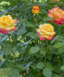 Love Peace Rose Bush Live Plant - Heirloom Fragrant Flowers - 4-6 Inch Tall - Image 5