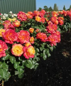 Love Peace Rose Bush Live Plant - Heirloom Fragrant Flowers - 4-6 Inch Tall - Image 6