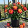 Love Peace Rose Bush Live Plant - Heirloom Fragrant Flowers - 4-6 Inch Tall - Image 1