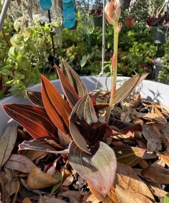 Ludisia Discolor Black Jewel Orchid Live Plant - Rare Indoor Houseplant - Image 2