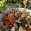 Ludisia Discolor Black Jewel Orchid Live Plant - Rare Indoor Houseplant - Image 1