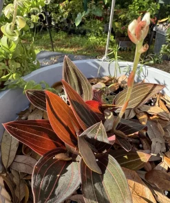 Ludisia Discolor Black Jewel Orchid Live Plant - Rare Indoor Houseplant - Image 1