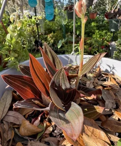 Ludisia Discolor Jewel Orchid Live Plant – Potted Houseplant Indoor - Image 2