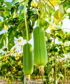 Luffa Gourd Seeds - 15 Count Heirloom Edible & Natural Sponge Gourds - Image 2