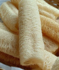 Luffa Gourd Seeds - 15 Count Heirloom Edible & Natural Sponge Gourds - Image 3