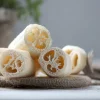 Luffa Gourd Seeds - 15 Count Heirloom Edible & Natural Sponge Gourds - Image 1