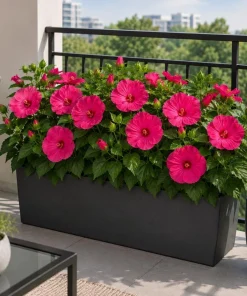Luna Rose Hibiscus Live Plant 4-6 Inches Tall, Pink Flowering Perennial for Garden & Patio - Image 2