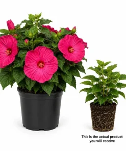 Luna Rose Hibiscus Live Plant 4-6 Inches Tall, Pink Flowering Perennial for Garden & Patio - Image 3