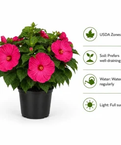 Luna Rose Hibiscus Live Plant 4-6 Inches Tall, Pink Flowering Perennial for Garden & Patio - Image 5